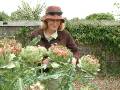 Cardoon Kate 